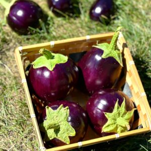 Vibrant purple eggplants in a sunlit wicker basket on green grass, showcasing organic produce.