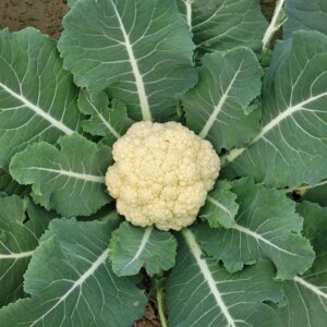 Top view of a fresh cauliflower in a garden, surrounded by vibrant green leaves.